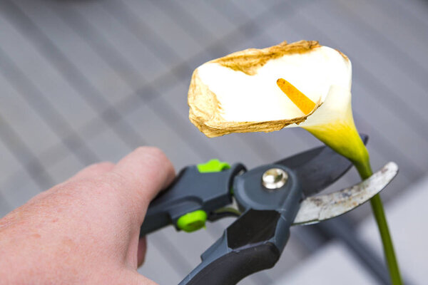 Зрелая женщина использует ножницы, чтобы срезать увядший цветок арума в саду. Аутентичная сцена весной
