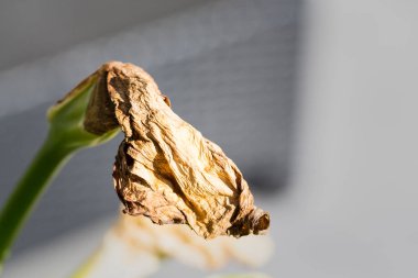 Wilted arum in garden need to be cut. Garden hobby. Close up, selective focus. clipart