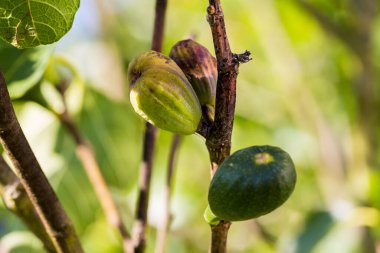 İncir ağacı hastalığı. Kurumuş kahverengi incir, taze meyveye yakın.