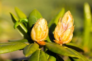 Rhododendron fabrikasını güzel sarı bir çiçek tomurcuğuyla kapatın, açılmasın. Böcek ilacı yok, bahçe hobisi yok.