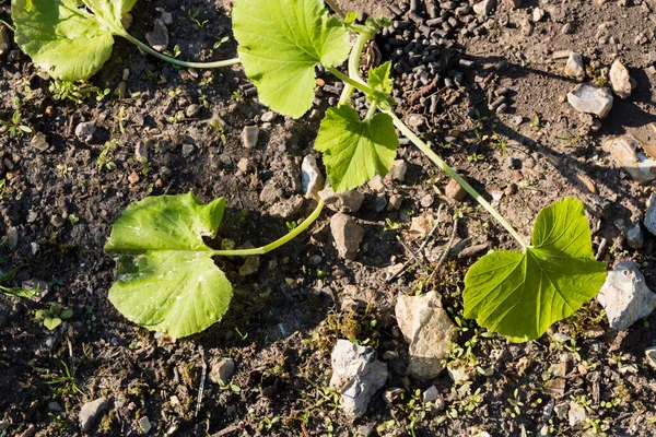 Nære Liten Ung Kurvettplante Hagen Organiske Grønnsaker Hagebruk Hjemme – stockfoto