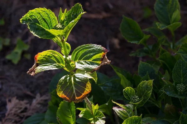 Close Leave Hortensia Infected Cercospora Garden Tan Spots Reddish Bown — Stock Photo, Image