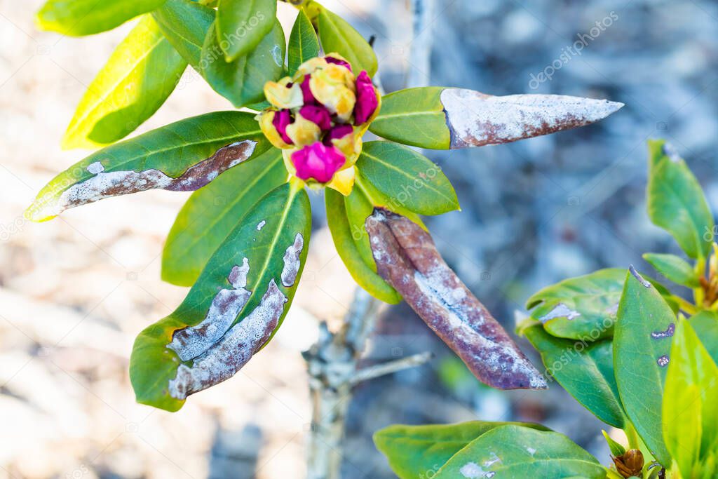 Close up rhododendron plant with chlorosis disease on leaves. No pesticide, need to take care