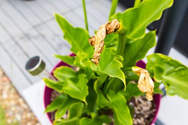 İncir ağacı hastalığı. Yavru taze meyveye yakın kurumuş koyu kahverengi incir. Seçici odak