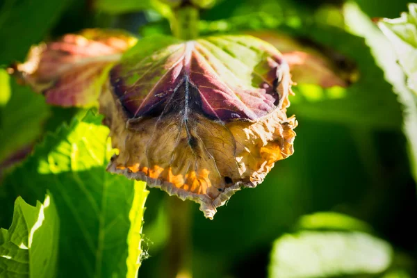 Bahçedeki serkozporadan etkilenen hortensiya 'nın yakın çekim izni. Yapraklarda kırmızımsı boyanmış haleler gelişir. Nemden korunmak için suya ihtiyacım var. Bitkiyi korumak için fungocode uygula.