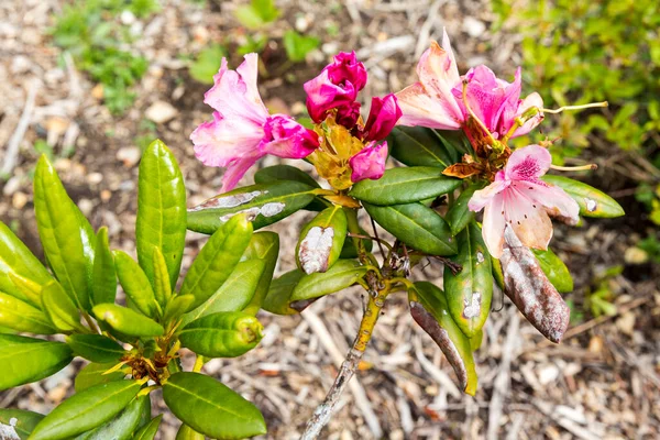Close Rhododendron Plant Chlorosis Disease Leaves Pesticide Need Take Care — Stock Photo, Image