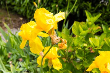 Bahçede solmuş sarı zambak. Kesilmesi gerekiyor. Bahçe etkinliği