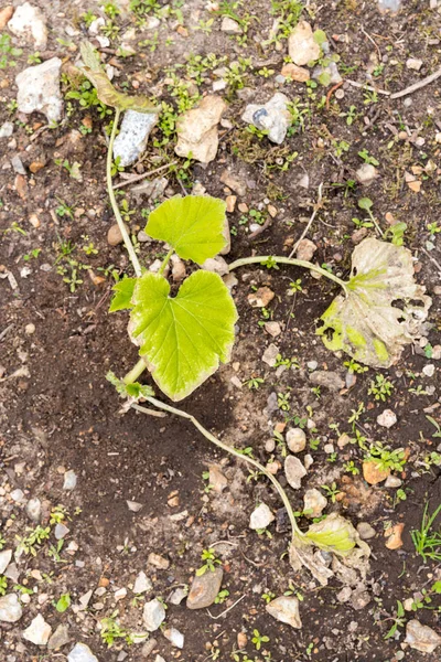 Close Pequena Planta Courgette Jovem Jardim Precisa Água Legumes Orgânicos — Fotografia de Stock