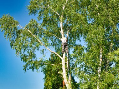 Yetişkin profesyonel ağaç budayıcı, huş ağacının tepesinde, gaz testeresiyle ağaç dalları kesiyor ve güvenli bir iş için başlık takıyor. Tehlikeli işleri kontrol etme uzmanı.