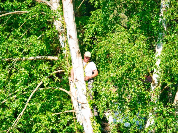 Pemangkas Pohon Laki Laki Profesional Yang Matang Tinggi Pohon Birch — Stok Foto