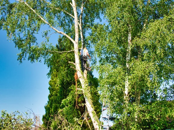 Gammal Professionell Manlig Trädtrimmer Hög Topp Björk Träd Skära Grenar — Stockfoto