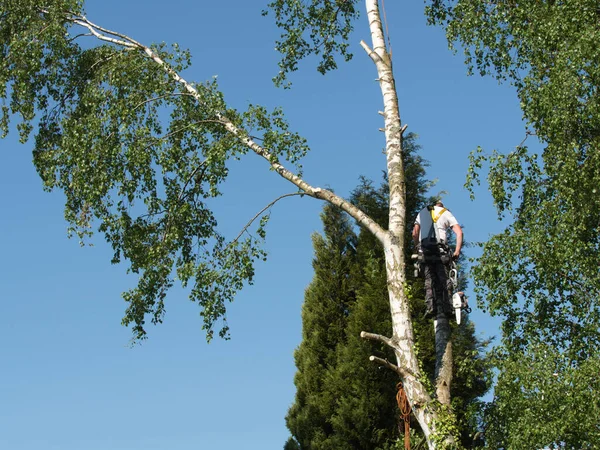 Närbild Mogen Professionell Manlig Träd Trimmer Hög Topp Björk Träd — Stockfoto
