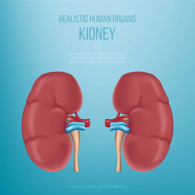 Gerçekçi insan organları. Böbrekler. Mavi arka planda gerçekçi bir böbrek örneği.