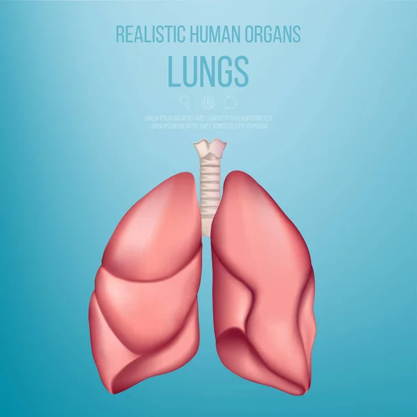 Sağlıklı insan ciğerleri. İnsan organlarının anatomik modeli. Gerçekçi vektör.