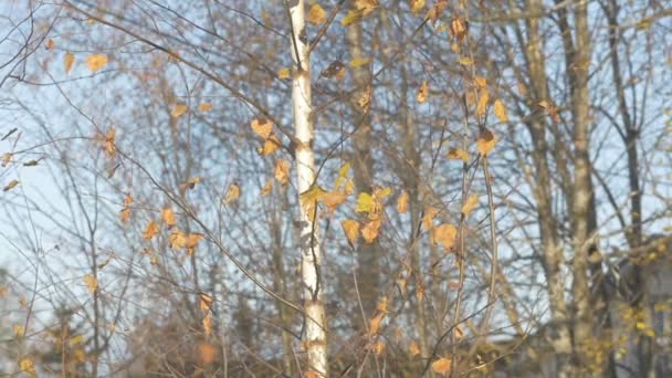 Вітер трясе гілки берези в жовтні, останнє осіннє листя падає з гілок дерева на вітрі. 4-кілометровий — стокове відео