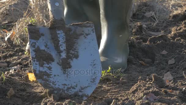 Schop vast te zitten in de aarde in de voorgrond en een man graven van een bodem in de onscherpe achtergrond — Stockvideo