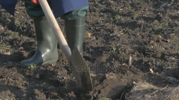 Лопата застряла в земле на переднем плане и человек копает почву на размытом фоне — стоковое видео