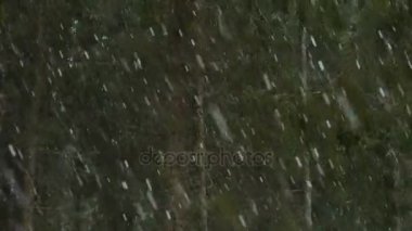 Çam ormanı içinde kış kar fırtınası. Çamın dalları düşen kar altında viraj. Kış yaban hayatı. Doğanın harika bir dünya.