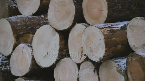 Winter sneeuwstorm in het dennenbos. gekapte boomstammen in de vallende sneeuw. hout gevouwen onder een naaldboom. De wondere wereld van de natuur. — Stockvideo