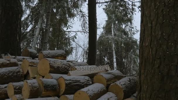 Tempête de neige hivernale dans la pinède. Les branches de pin se courbent sous la neige tombante. Faune hivernale. Le monde merveilleux de la nature . — Video