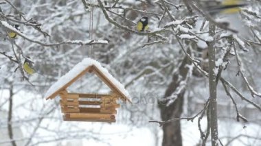 Kuşlar kadar besleyici sinek ve tahıl almak ve uçup ağaçta kuş yuvası için kar taneleri düşüyor kar