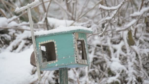 Een vogel in de feeder en pecks graan, slow motion, sneeuwvlokken vallen op de birdhouse. Voederen van vogels in de winter seizoen feeder op boom in de winter — Stockvideo