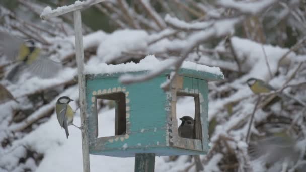 Vögel fliegen zum Futterhäuschen und nehmen das Getreide und fliegen, Schema, Schneeflocken fallen auf das Vogelhaus. Fütterung Vögel in der Wintersaison Futterhäuschen auf Baum im Winter — Stockvideo