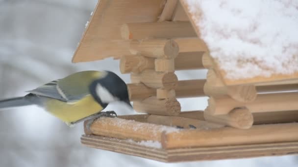 Vögel fliegen zum Futterhäuschen und nehmen das Korn und fliegen, Makrofotografie, Schneeflocken fallen auf das Vogelhaus — Stockvideo