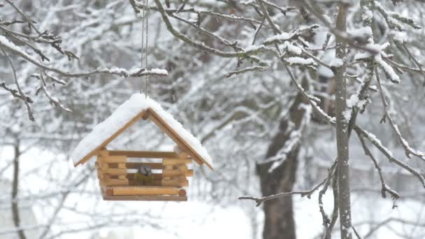 Птицы подлетают к кормушке и забирают зерно и улетают, снег на деревьях, падающие снежинки для скворечника — стоковое видео