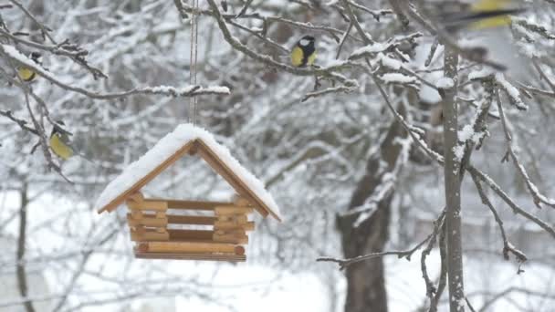 Vögel fliegen zum Futterhäuschen und nehmen das Korn und fliegen davon, Schnee auf Bäumen, fallende Schneeflocken für das Vogelhaus — Stockvideo