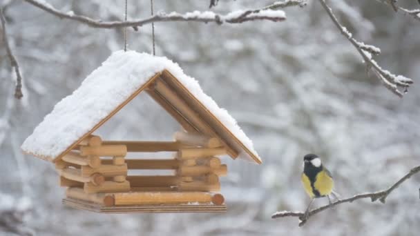 Las aves vuelan hasta el comedero y toman semillas, nieve en los árboles, copos de nieve que caen para la casa de aves — Vídeos de Stock