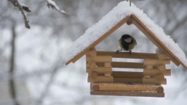 Os pássaros voam até o alimentador e pegam sementes, neve nas árvores, queda de flocos de neve para a casa dos pássaros — Vídeo de Stock