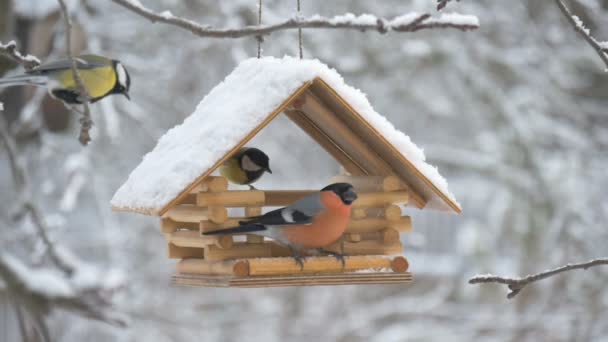 Gli uccelli volano fino all'alimentatore e prendono semi, neve sugli alberi, fiocchi di neve cadenti per la casa degli uccelli — Video Stock