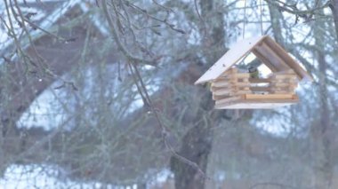 Kuşlar peck ve besleyici Tahıl, kuş yuvası düşen kar taneleri. Kış sezonunda ağaca kışın besleme Birds