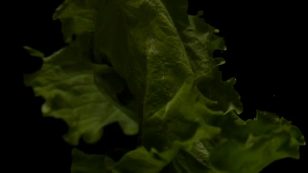 Lístky římského salátu na černém pozadí — Stock video