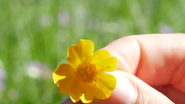 Close-up van dames hand, houdt een bloem in handen op een kleurveld. Overhandigd van hand tot hand. — Stockvideo