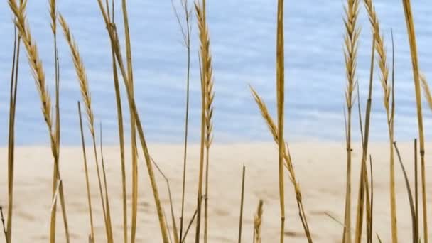 Un gros plan d'épices d'herbe sèche qui se balancent dans le vent avec un beau coucher de soleil pastel en mer en arrière-plan — Video