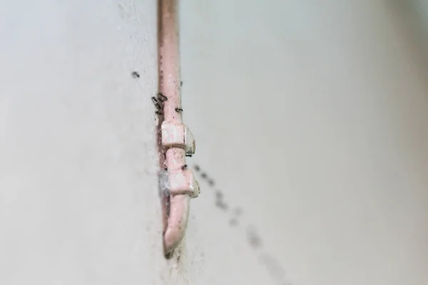 Η αλυσίδα των μυρμηγκιών — Φωτογραφία Αρχείου