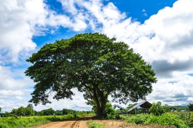 Toprak yol üzerinde büyük ağaç