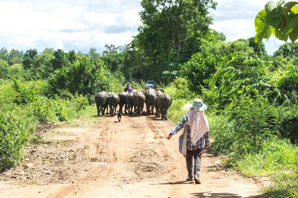 Granjero asiático con búfalos — Foto de Stock