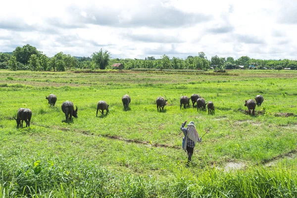 Азиатский фермер с буйволами — стоковое фото