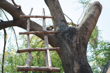 eski ahşap merdiven