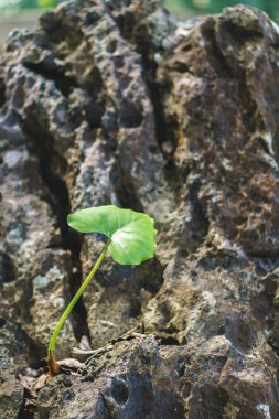 Erken lotus tekrar rock bitkiler