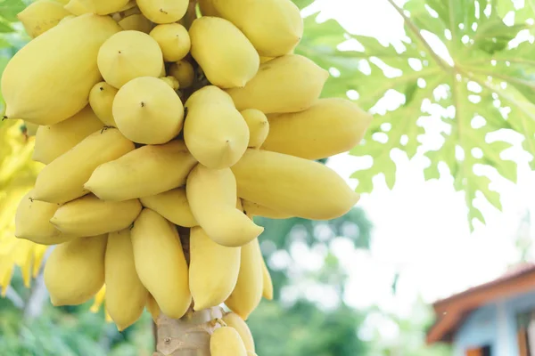 Unreife goldene Papaya — Stockfoto