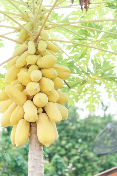 Papaya d'oro acerba — Foto Stock