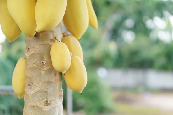 Unreife goldene Papaya — Stockfoto