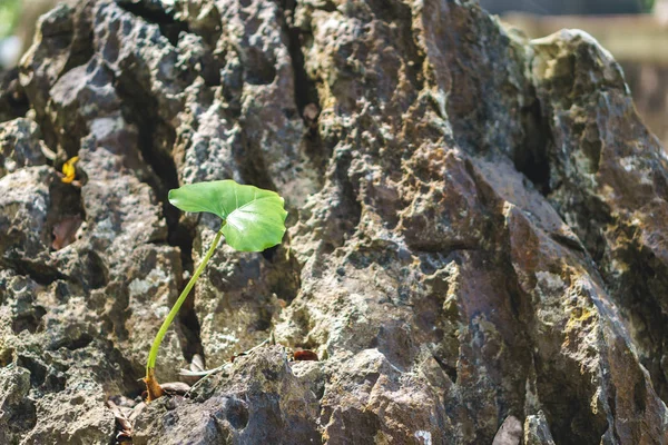 Plantas tempranas de loto de nuevo la roca — Foto de Stock
