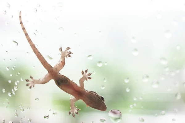 Asian house gecko Royalty Free Stock Images