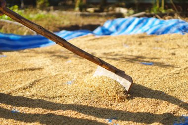Kurutulmuş güneş ışığıyla Paddy pirinç