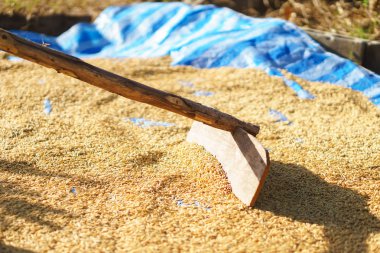 Kurutulmuş güneş ışığıyla Paddy pirinç
